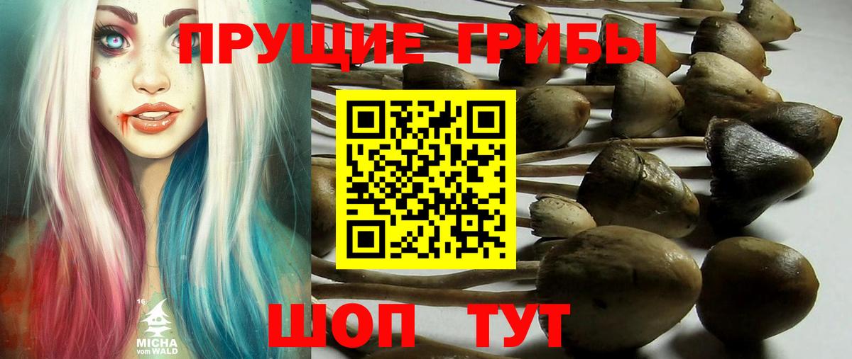 Чернушка  закладки  Вход с VPN  Галлюциногенные грибы MAGIC MUSHROOMS 